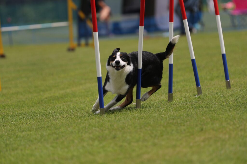 border collie, dog, pet, animal, domestic dog, canine, mammal, nature, agility, competition, slalom