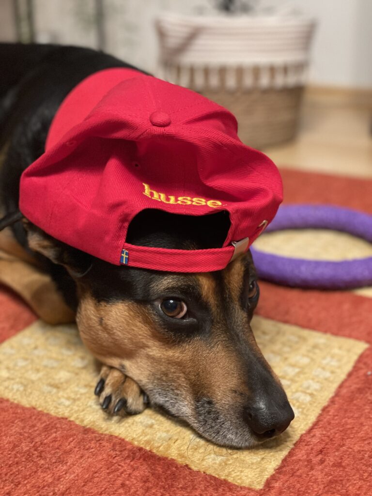 husse koostöö koer loomatoit