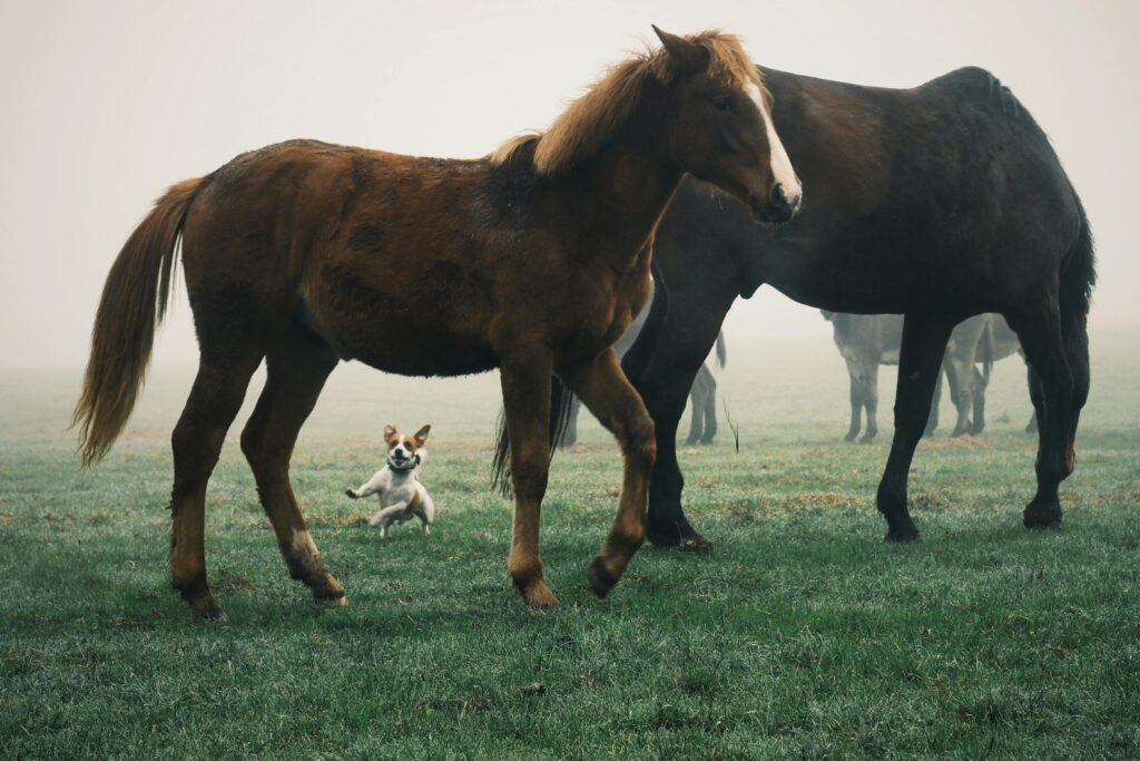 pexels photo 15499224 15499224 Horses grazing in a misty pasture with a playful dog. Calm and serene nature scene.